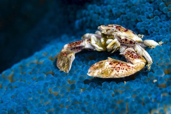 Porcelain Anemone Crab
