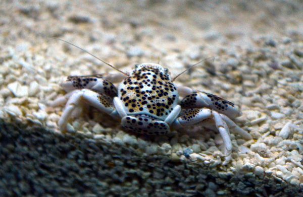 Porcelain Anemone Crab