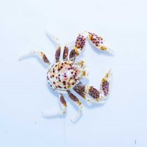 Porcelain Anemone Crab