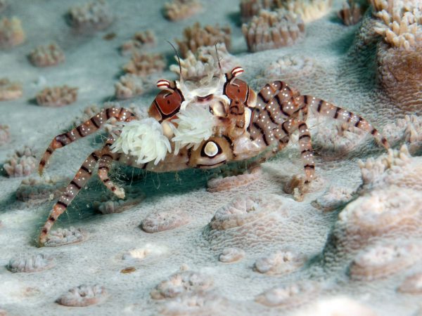 Pom Pom Crab