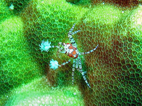 Pom Pom Crab