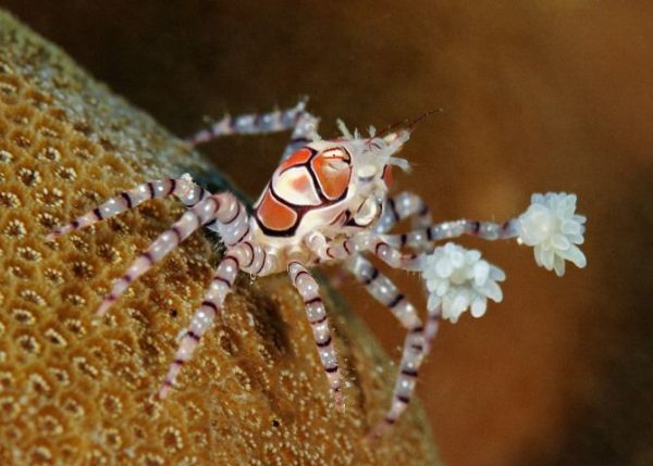 Pom Pom Crab