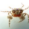 Pom Pom Crab