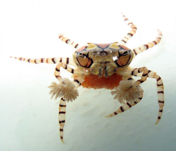 Pom Pom Crab