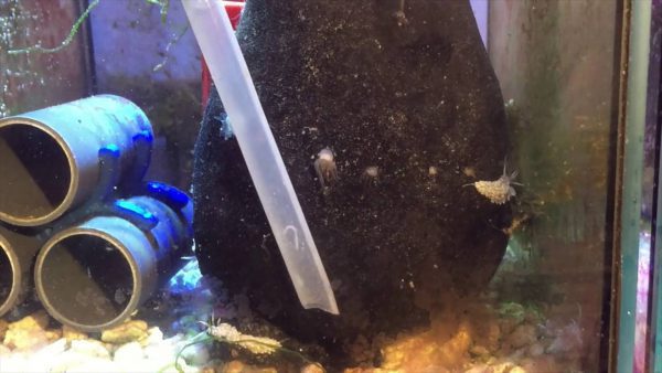 White Berghia stephanieae