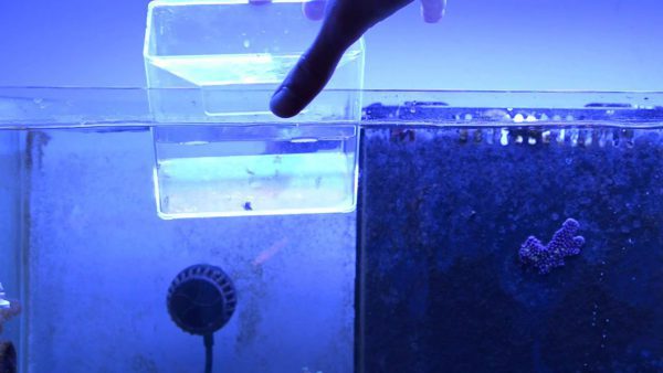 White Berghia stephanieae