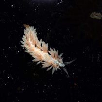 خرگوش دریایی آپتزیا خوار