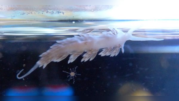 White Berghia stephanieae