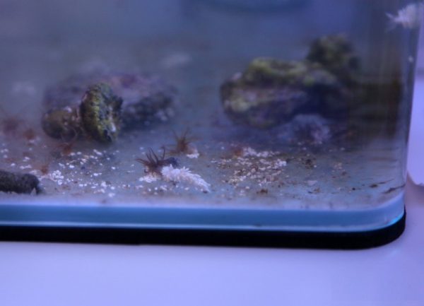 White Berghia stephanieae