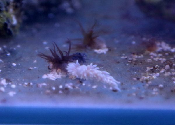 White Berghia stephanieae