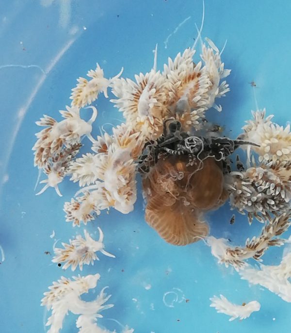 White Berghia stephanieae