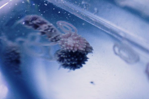 White Berghia stephanieae