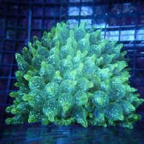 شقایق بابل رز سبز