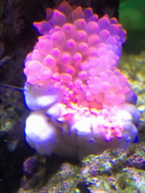 شقایق بابل رز صورتی