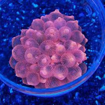 شقایق بابل رز صورتی