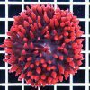 Red Rose Bubble Anemone