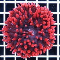 Red Rose Bubble Anemone