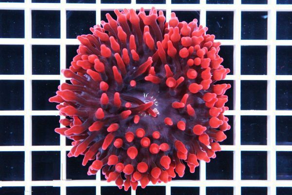Red Rose Bubble Anemone