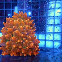 Orange Rose Bubble Anemone