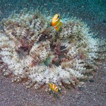 شقایق دریایی دانه تسبیحی