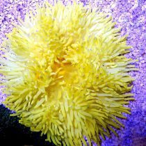 شقایق سبا زرد