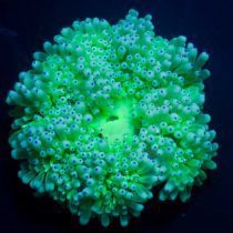 Green Sebae Anemone