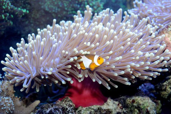 شقایق دریایی مگنیفیکا