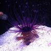 Tube Anemone