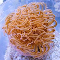 Tube Anemone