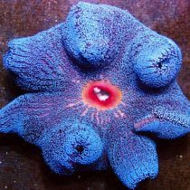 شقایق موکتی آبی