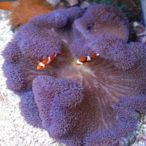 شقایق موکتی بنفش