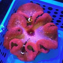 شقایق موکتی