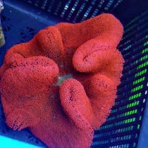 شقایق موکتی قرمز