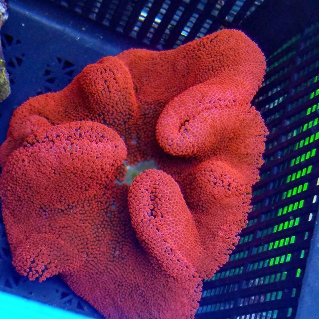 شقایق موکتی قرمز