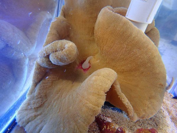 شقایق موکتی قهوه ای