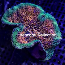 شقایق موکتی هادونی رنگین کمان