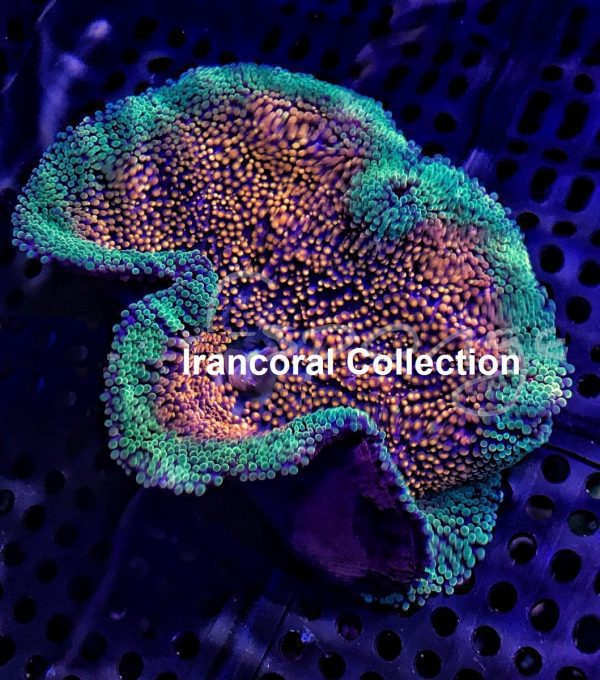 شقایق موکتی هادونی رنگین کمان