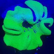 شقایق موکتی هادونی سبز نئون