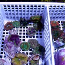 شقایق موکتی کوچک