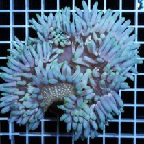 Long Tentacle Red Base Anemone