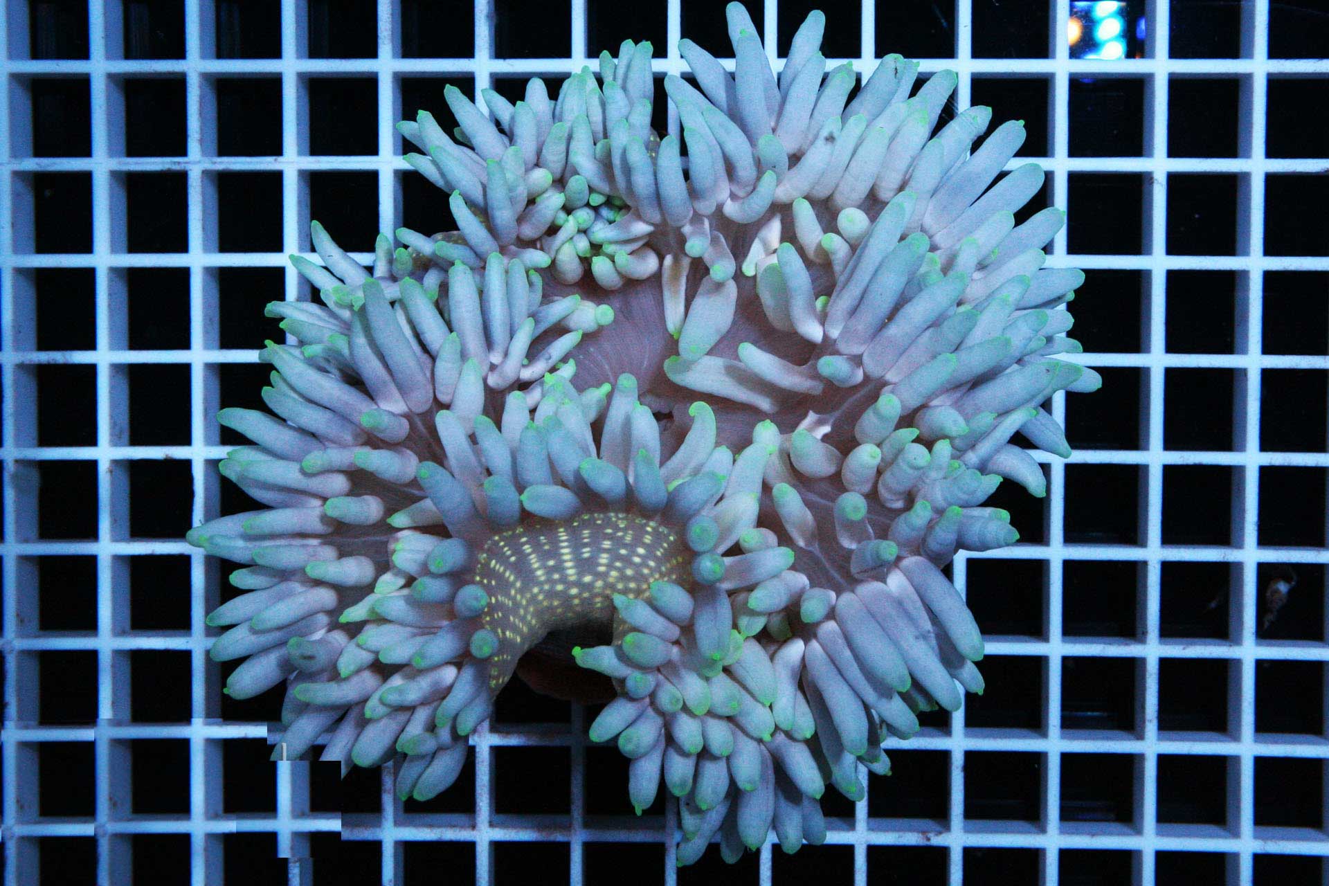 Long Tentacle Red Base Anemone