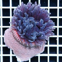 شقایق پایه قرمز بنفش