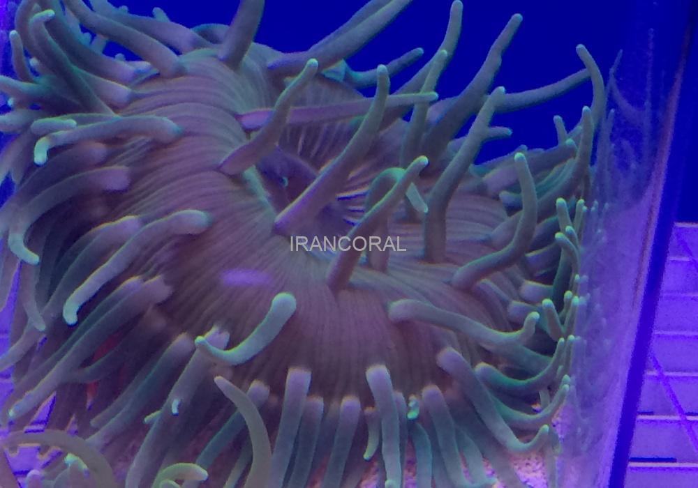 شقایق پایه قرمز سبز