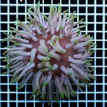 شقایق پایه قرمز سبز