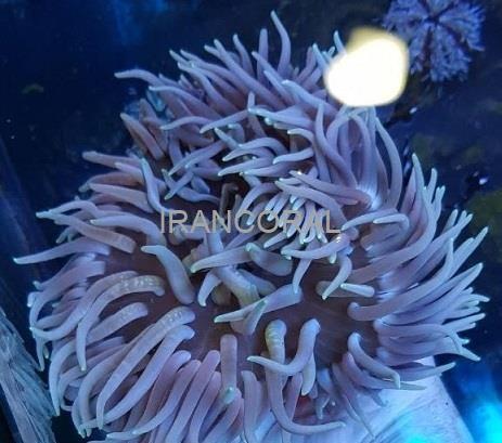 شقایق پایه قرمز سبز