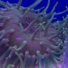 Long Tentacle Red Base Anemone