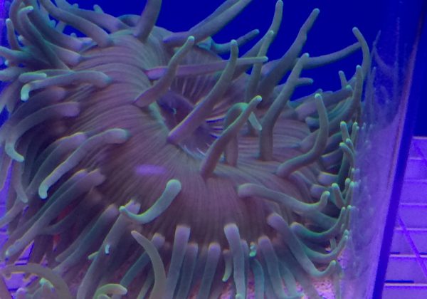 Long Tentacle Red Base Anemone