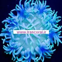 شقایق پایه قرمز سبز و آبی