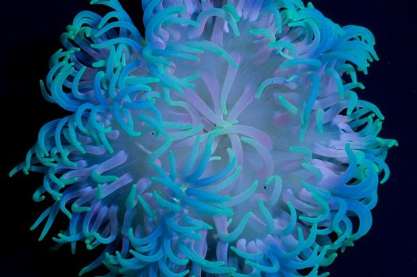 شقایق پایه قرمز سبز و آبی