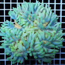 شقایق پایه قرمز سبز و آبی